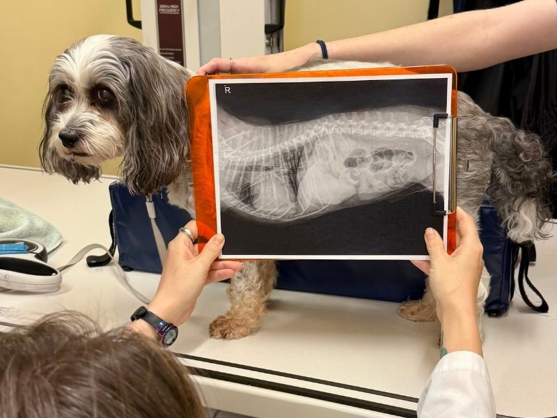 Vet staff holding a cat and looking at Xrays