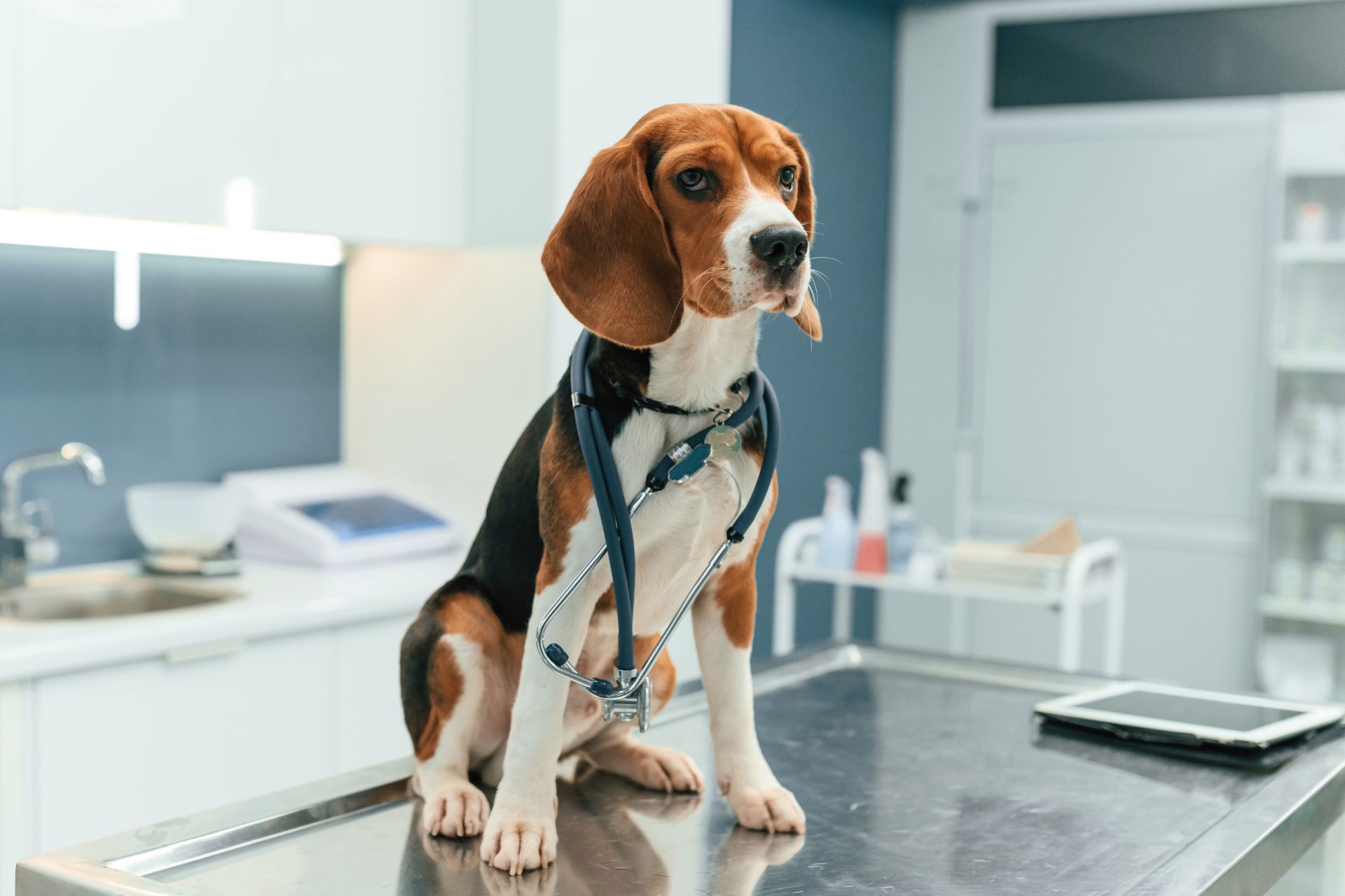 A dog is sitting on a table in a clinic settings Special Services Bay Animal Hospital